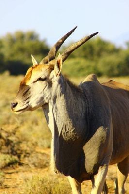  Eland! A Majestic Antelope Known For Its Graceful Gallop and Impressive Antlers