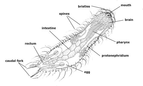  Gastrotrichs  มีหนามนุ่มและความสามารถในการเคลื่อนที่แบบ undulating!