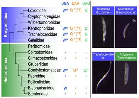  Hippotrichia: Can These Tiny Hairy Ciliates Dance Underwater and Build Microscopic Homes?