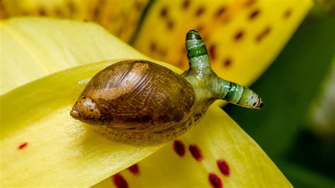  Leucochloridium Paradoxum: A Mind-Controlling Parasite That Turns Snails into Dancing Beacons!