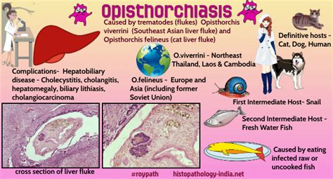  Opisthorchis!  A Tiny Parasite with a Massive Impact on Fish and Mammals