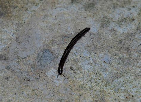  Queenslands Millipede:  A Crawling Armored Wonder From Down Under!