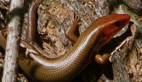  Skink! อีกหนึ่งสัตว์เลื้อยคลานที่น่าทึ่ง: ธรรมชาติของมันทำให้คุณต้องประหลาดใจ