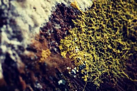  Slime Molds: Single-Celled Organisms That Can Solve Mazes!