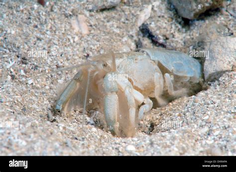  Upogebia! The Mysterious Sand-Dwelling Crab With A Love for Burrowing