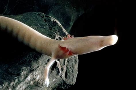  Olm!  A Fascinating Blind Cave Salamander With Remarkable Evolutionary Adaptations