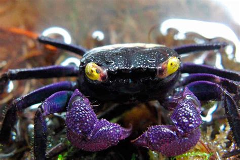  Vampire Crab! A Tiny Crustacean Known for Its Striking Red Coloration and Fierce Hunting Tactics