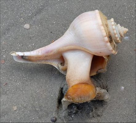  Whelk! An Enchanting Creature That Combines Shell Elegance With Ocean Floor Prowess