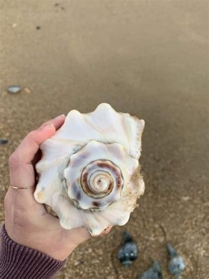  Whelk: Discover a Master of Disguise with Exquisitely Detailed Shells!