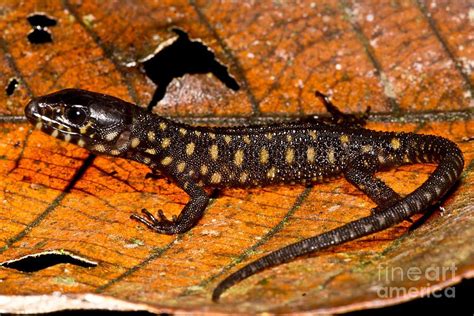  Yellow-Spotted Lizard:  A Curious Reptile That Thrives in Both Desert And Tropical Rainforest Habitats!